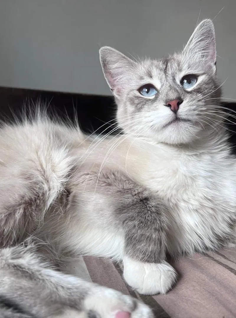 Mimi chat beige et blanc