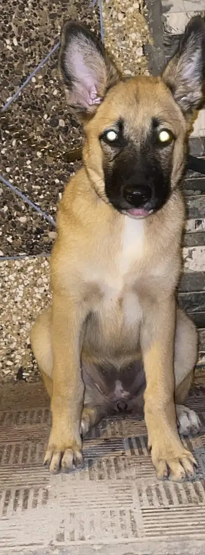 mix (berger malinois)