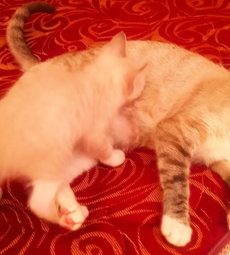 Petit Chat siamois d'un mois gratuit