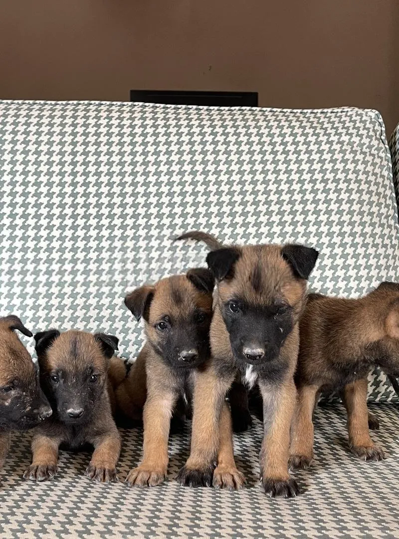 5 Malinois pure race