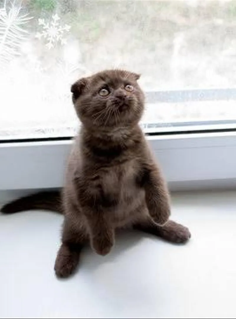 Scottish Fold chocolat