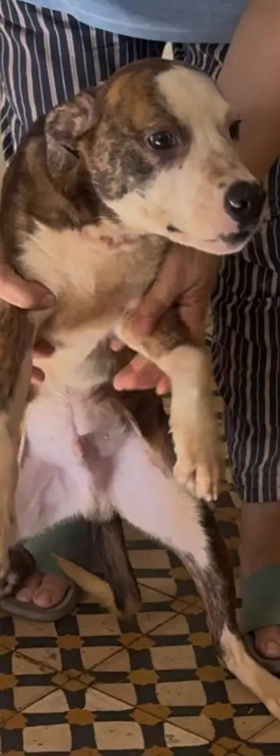 Chiens Dogo Argentino Staff