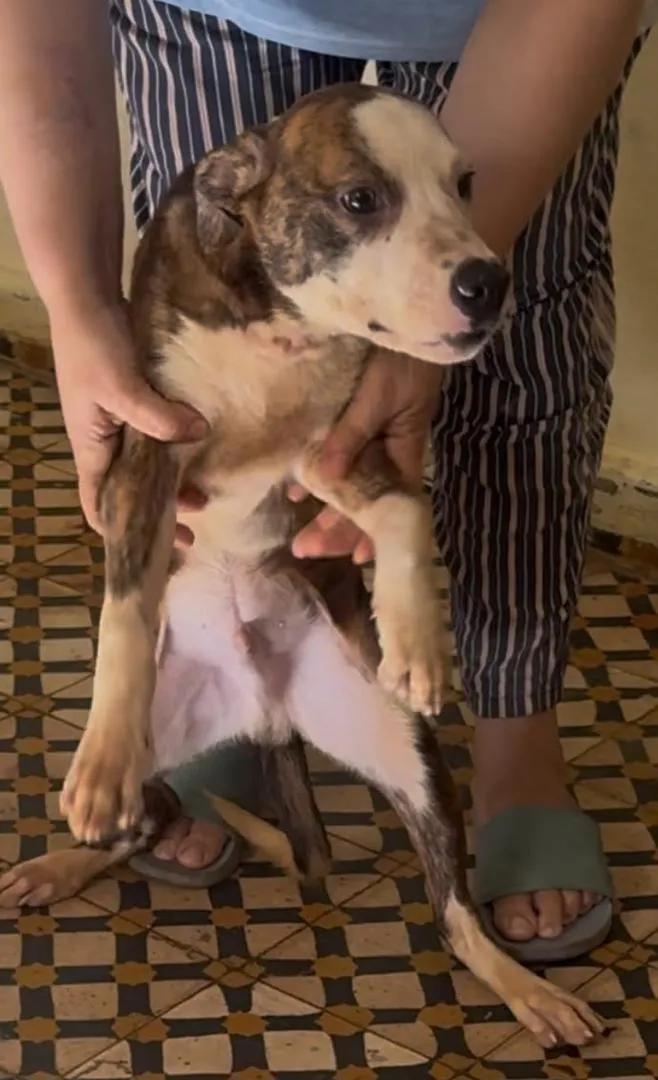 Chiens Dogo Argentino Staff