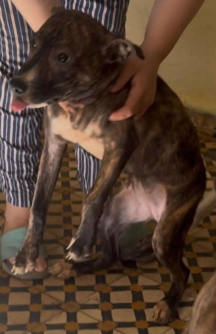 Chiots Dogue Argentin et Staff
