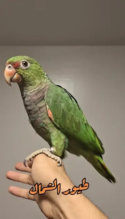 Perroquet Amazoni