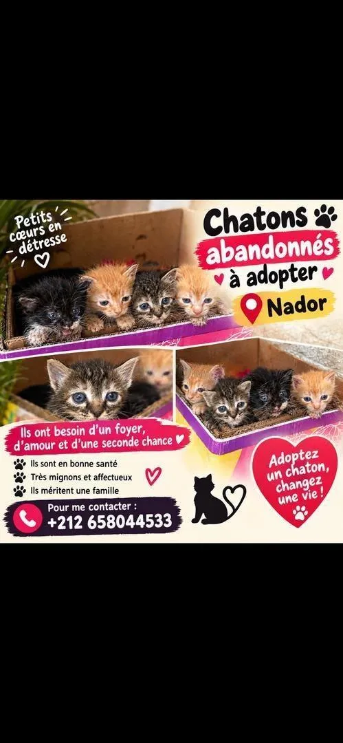 Chatons abandonnés à donner à Nador