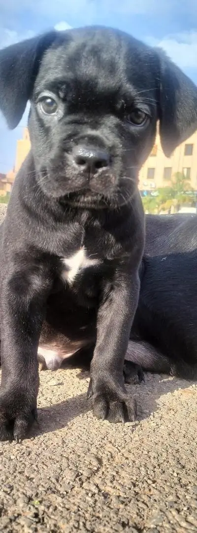 Cane Corso