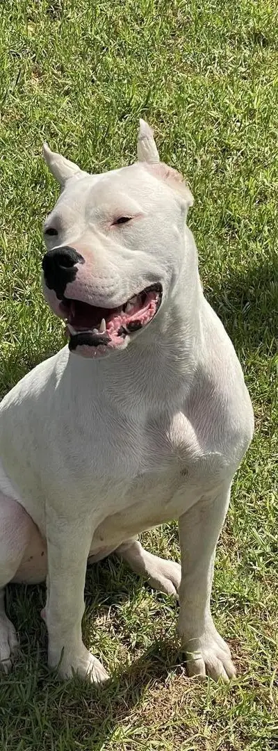 Magnifique femelle dog argentin