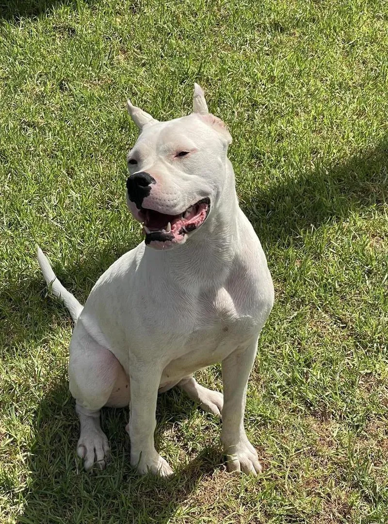 Magnifique femelle dog argentin