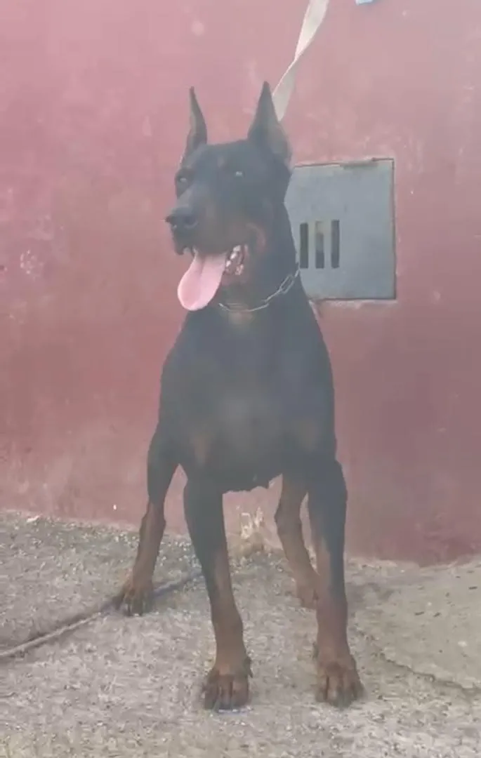 Doberman mâle