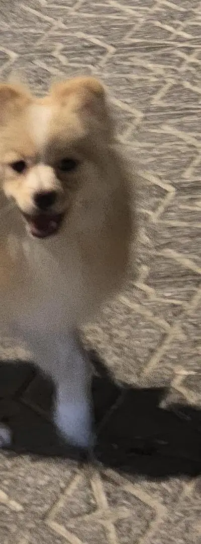 Spitz Pomeranian