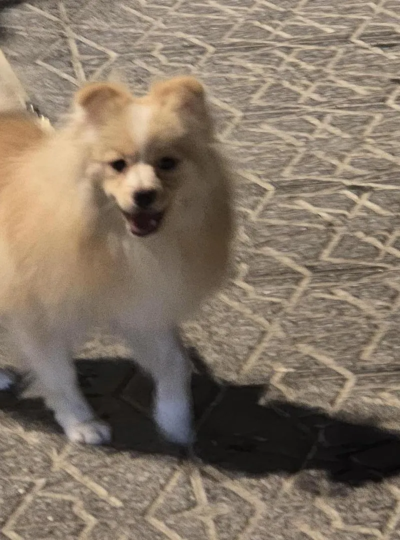Spitz Pomeranian