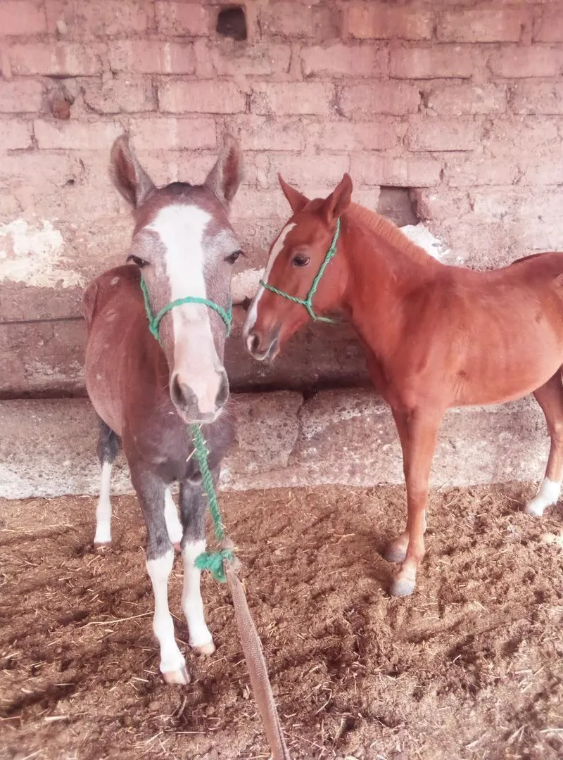 Petit cheval