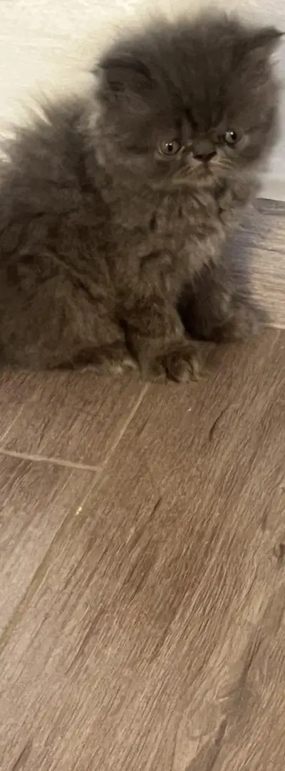 Chaton persan à vendre
