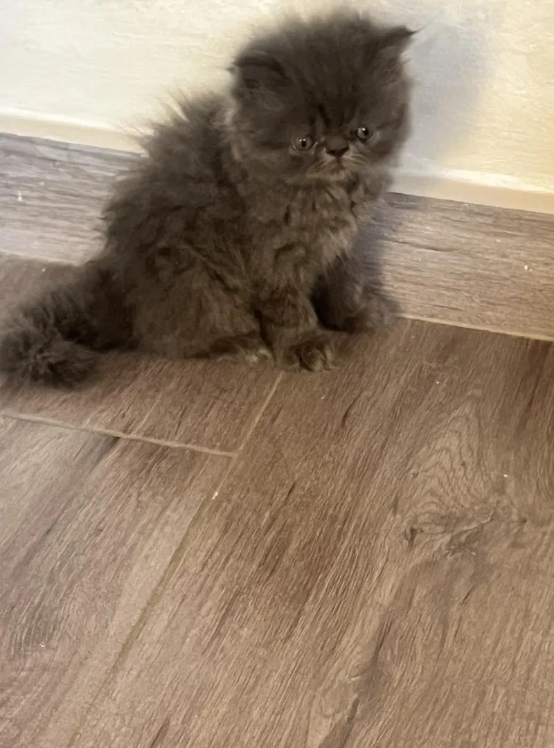 Chaton persan à vendre