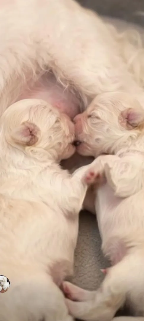 Bichon Maltais pure race