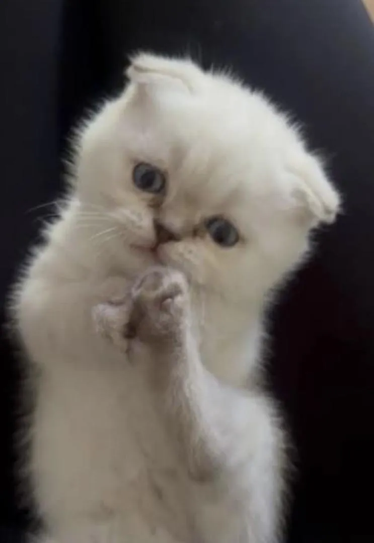 Adorable Scottish fold femelle