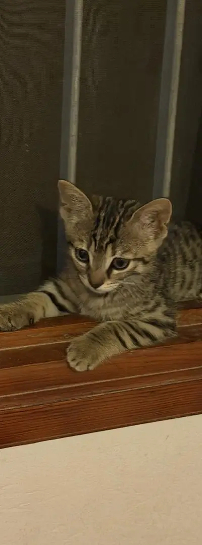 Donne chaton contre bon soin