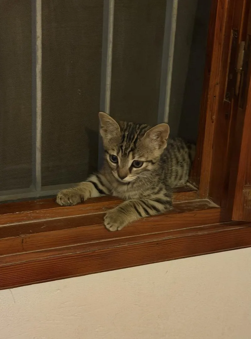 Donne chaton contre bon soin