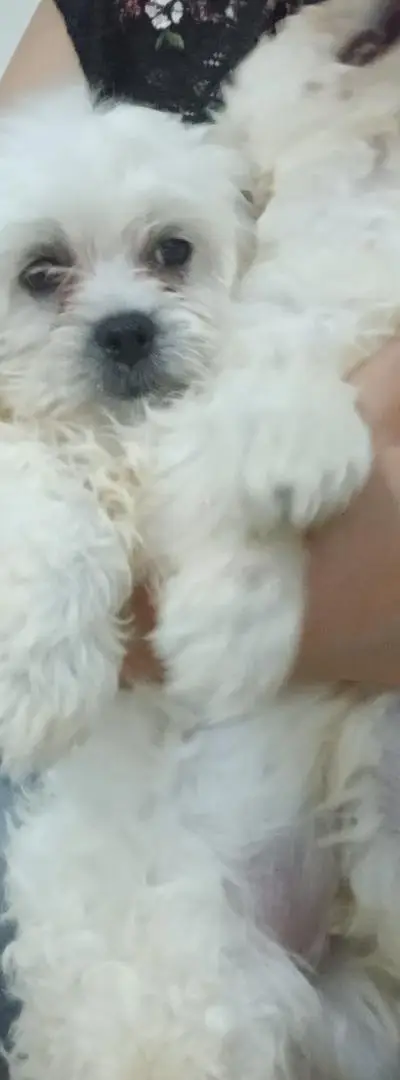Bichon Maltais