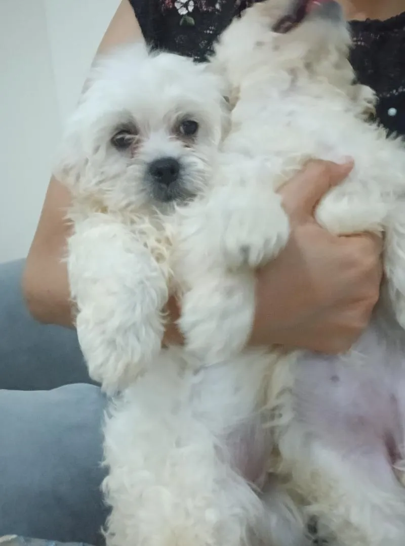 Bichon Maltais