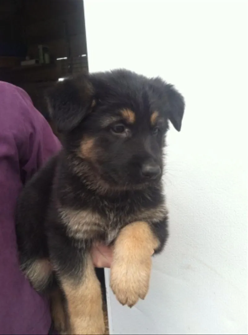 Bébé chiot berger allemand 50 jours