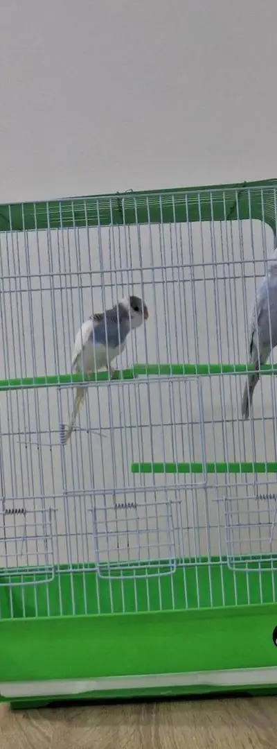 2 perruches en plus d'une cage
