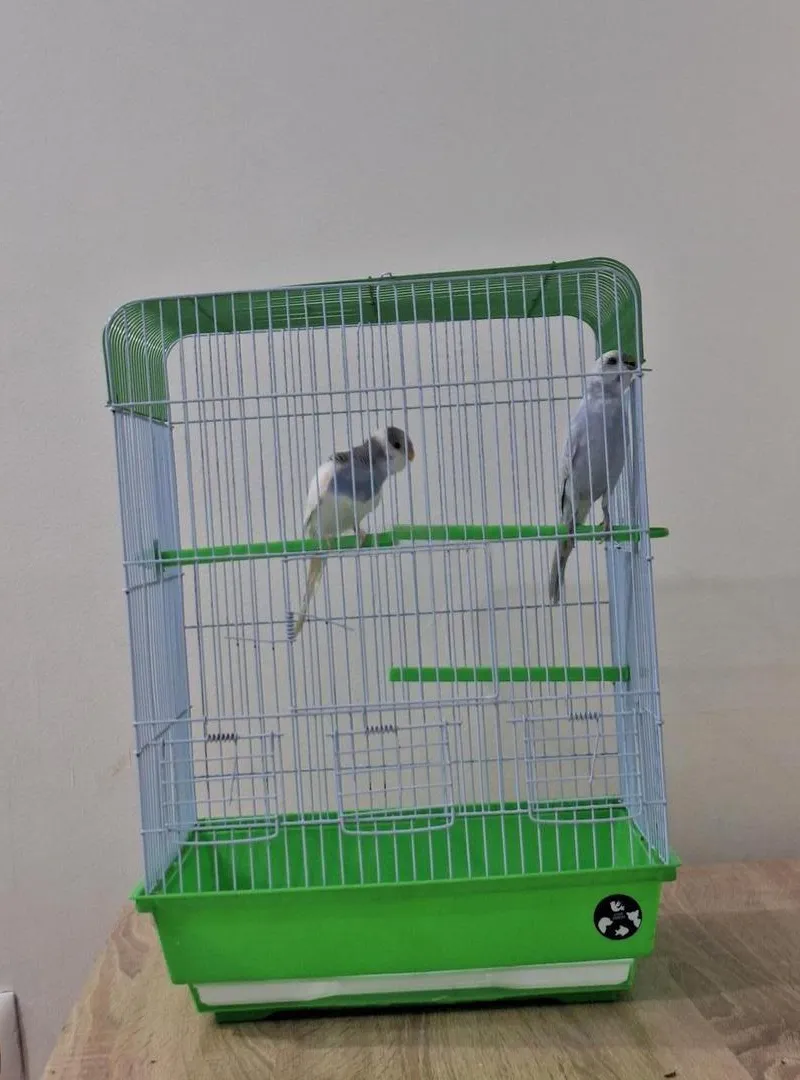 2 perruches en plus d'une cage