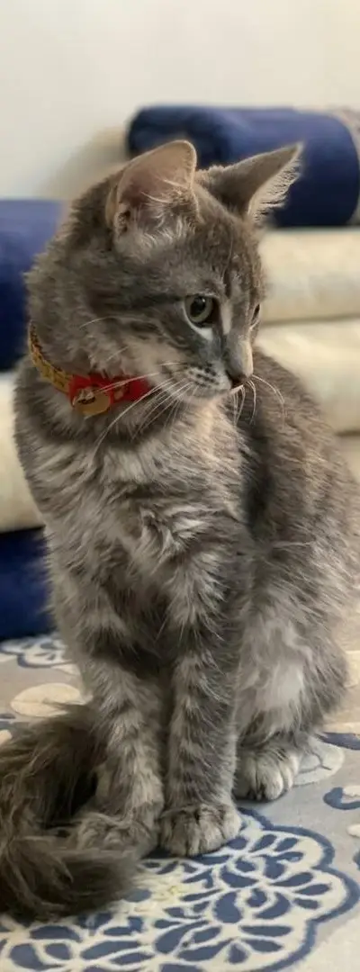 Chaton à adopter