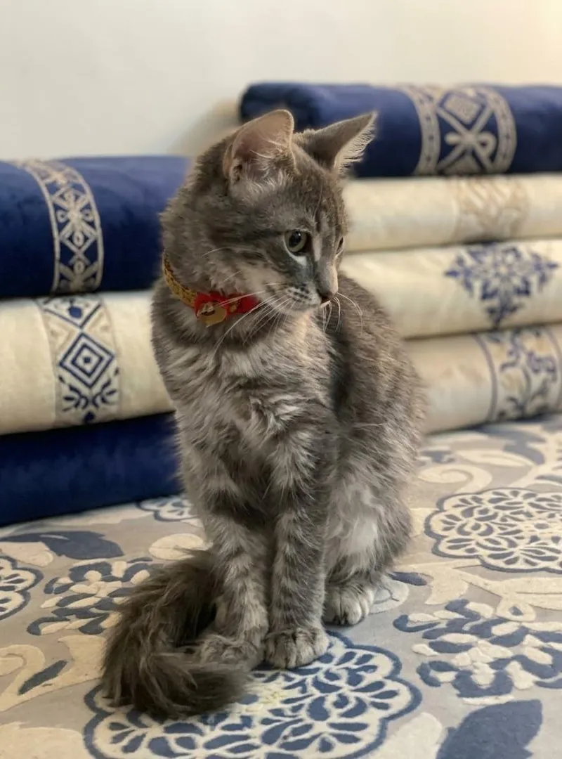 Chaton à adopter