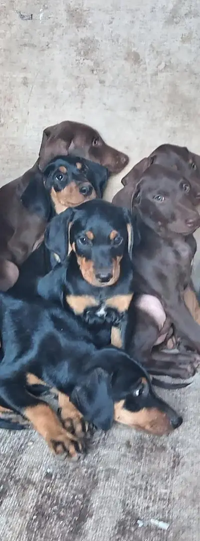 Chiens Doberman à vendre ... pedigree