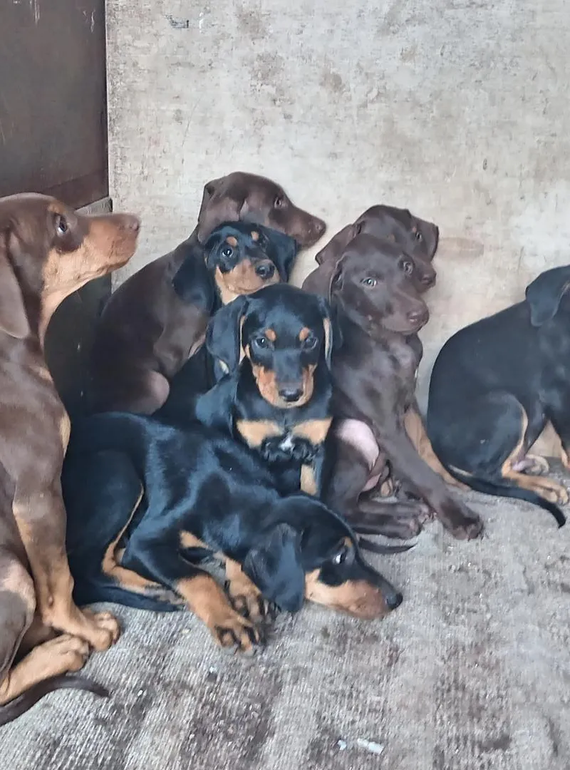 Chiens Doberman à vendre ... pedigree
