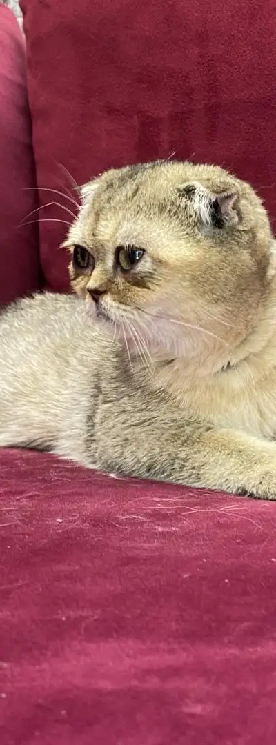 Scottish fold