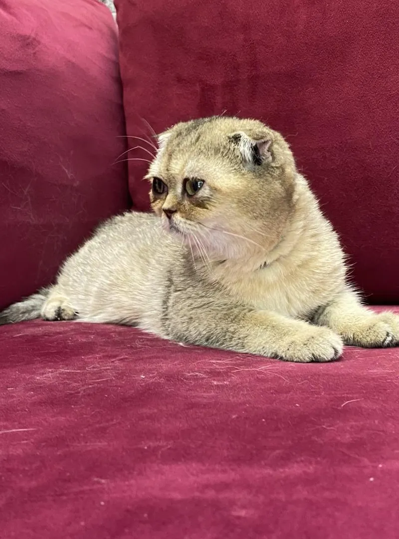 Scottish fold
