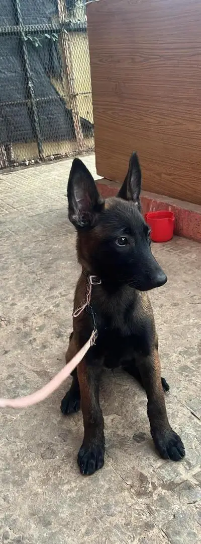 Deux Malinois à vendre pour 1700