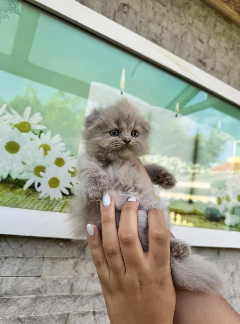 Scottish Fold Highland femelle réservation