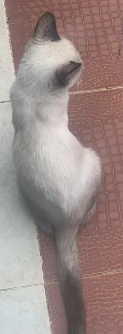 Chat siamois à vendre