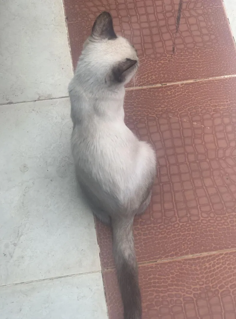 Chat siamois à vendre