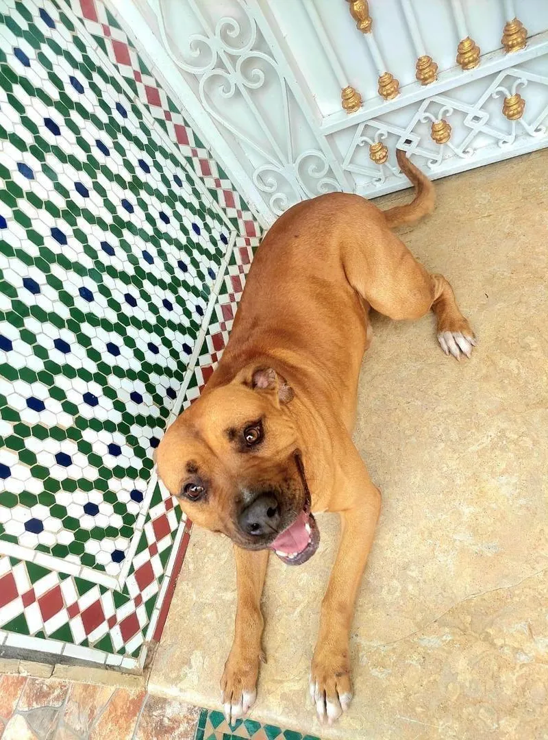 Chien Staff Américain Pur