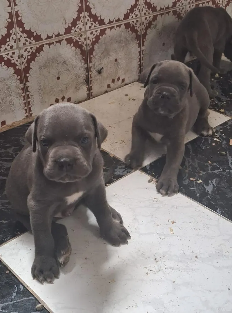 Cane Corso