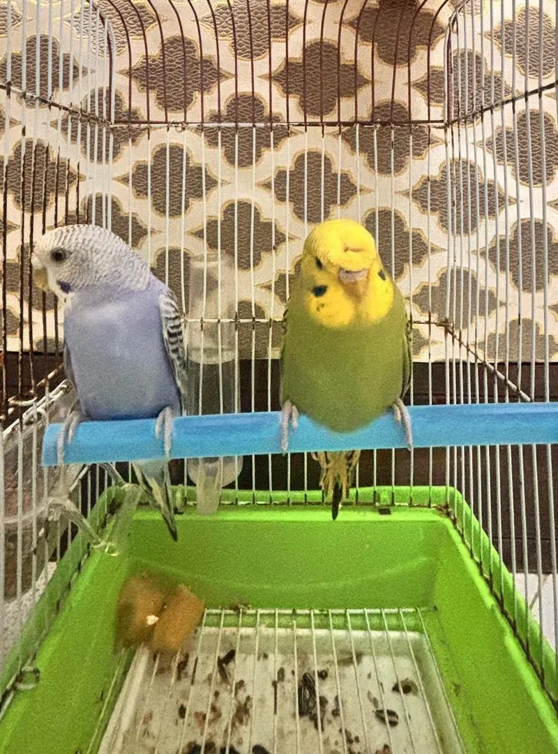 Couple d'oiseaux perruches avec cage à vendre