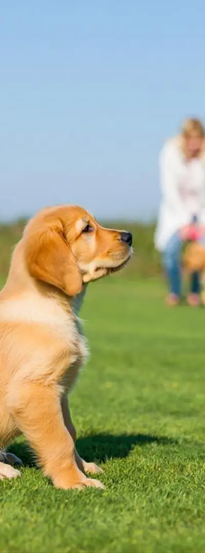 Dressage de chien