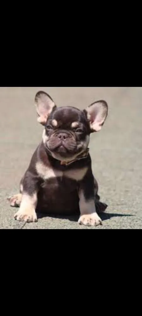 Bouledogue français
