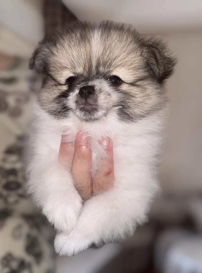 Spitz nain