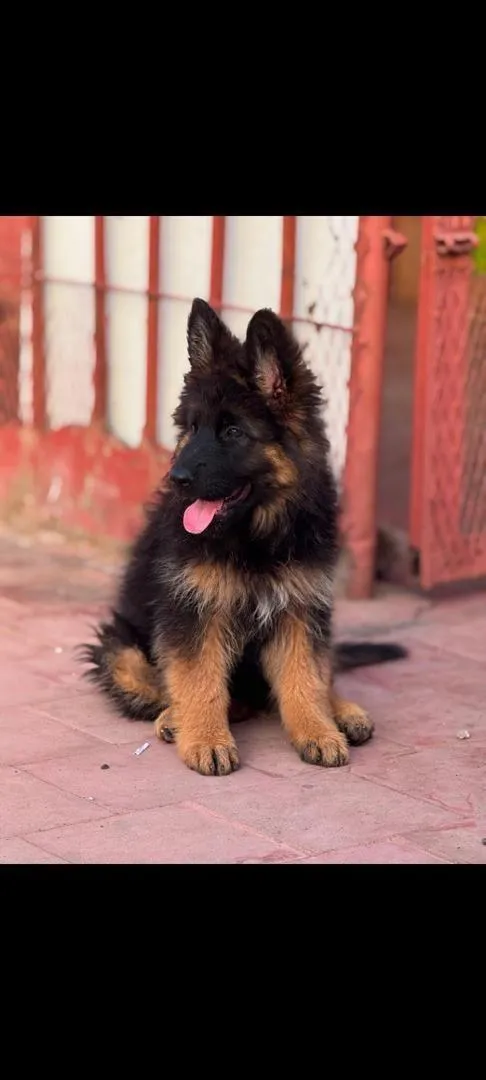 berger allemand