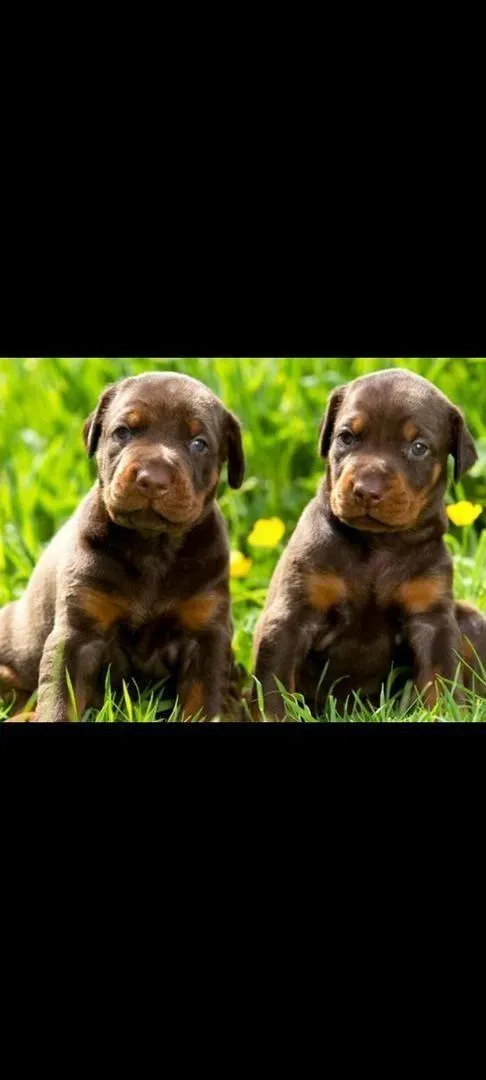 Dobermann pedigree