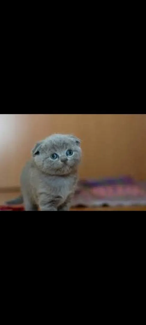 Scottish Fold
