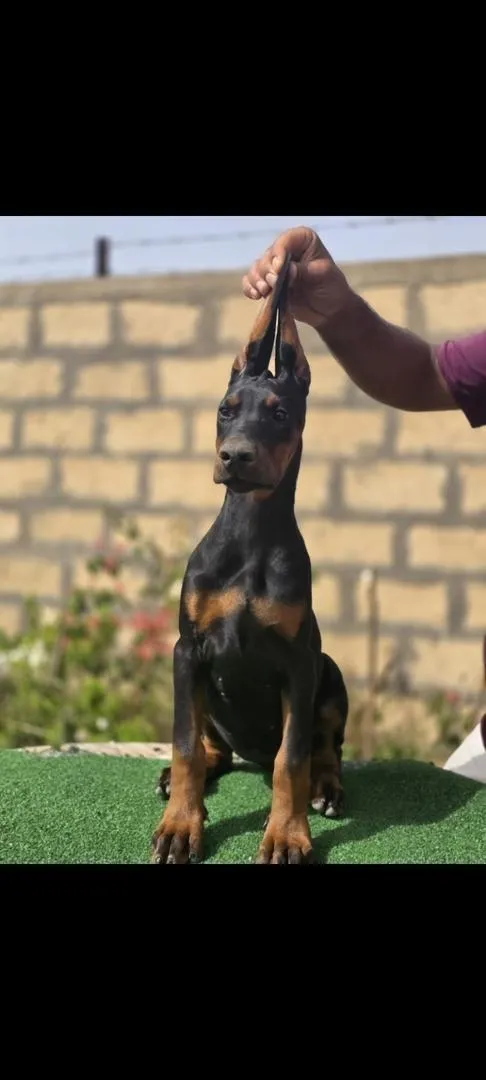 Chiot Dobermann avec pedigree