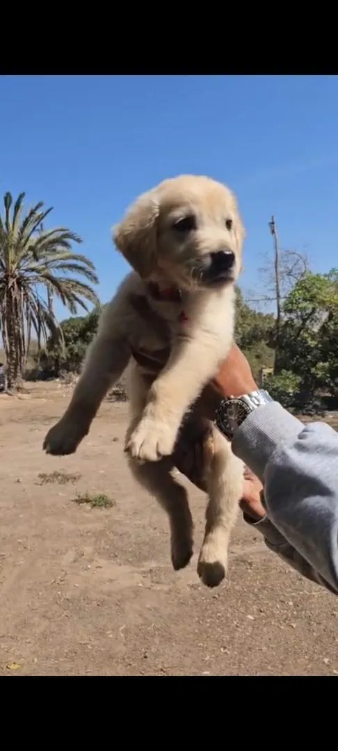 Chiot Golden Retriever