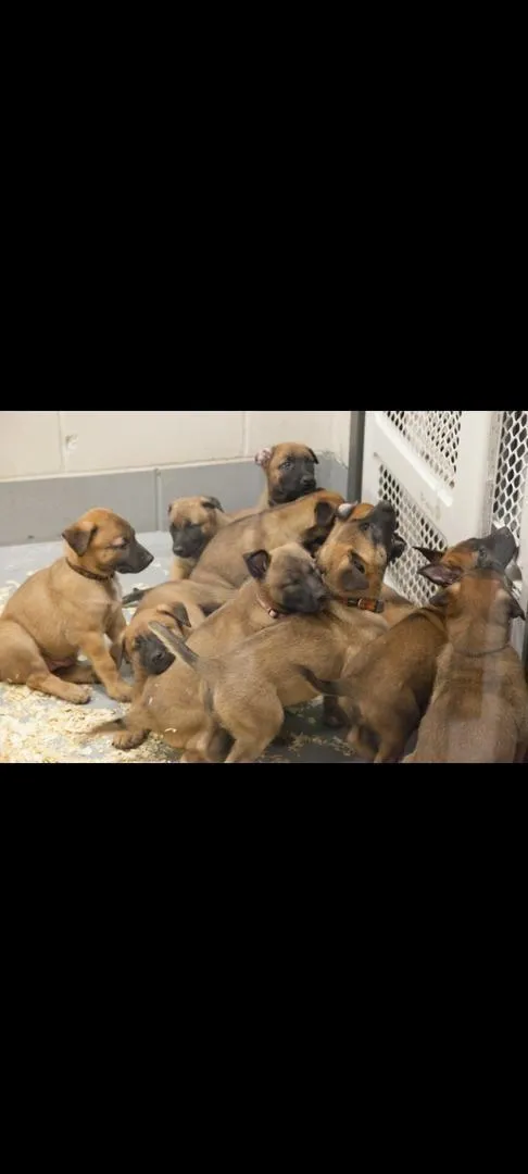 Malinois classique avec pedigree
